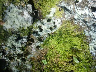 Wellington Botanic Gardens 2011