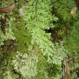 400px-Hymenophyllum_demissum_kz13