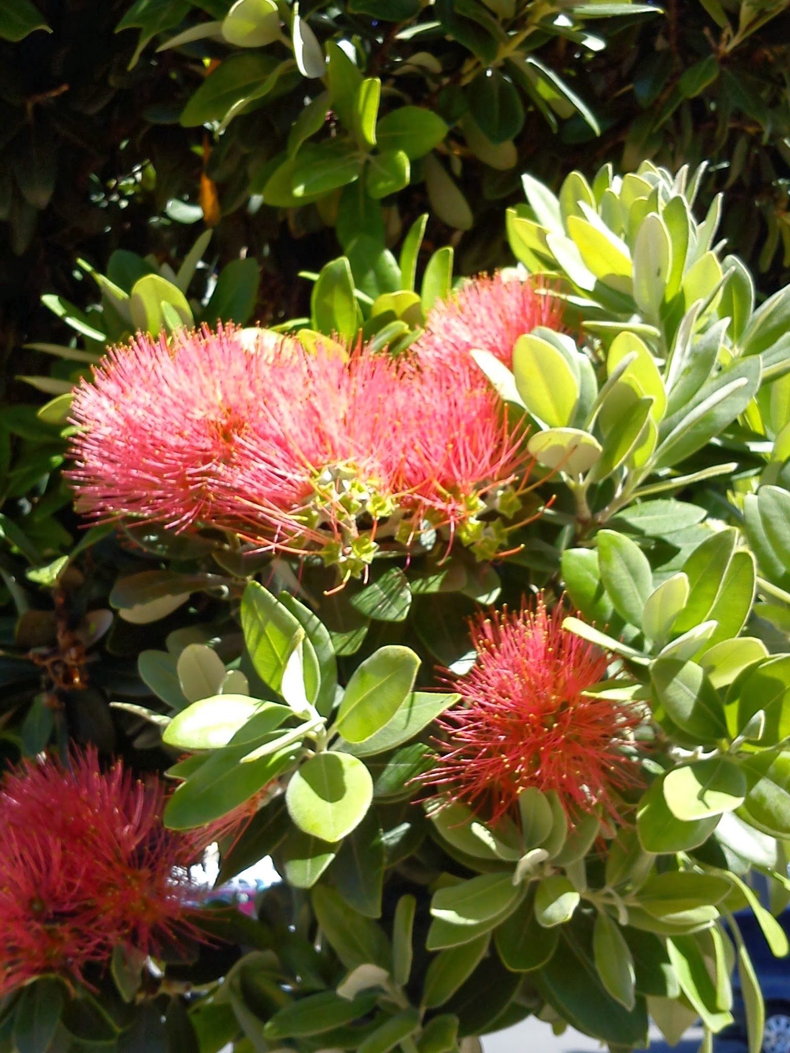 2011-12-21 Wgtn waterfront (8)